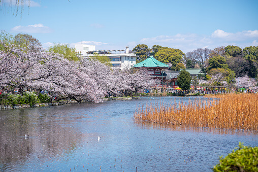 danau shinobazu.jpg