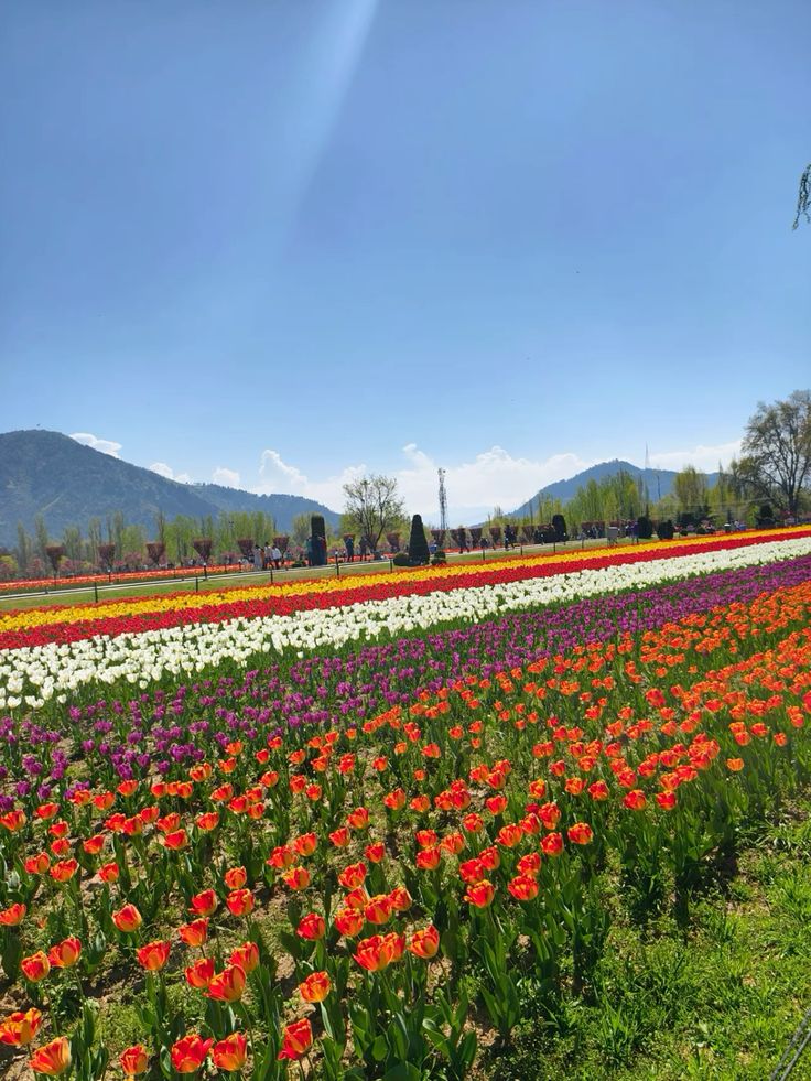 Hamparan bunga tulip di Srinagar, Kashmir India yang hanya bermekaran di Musim Semi.