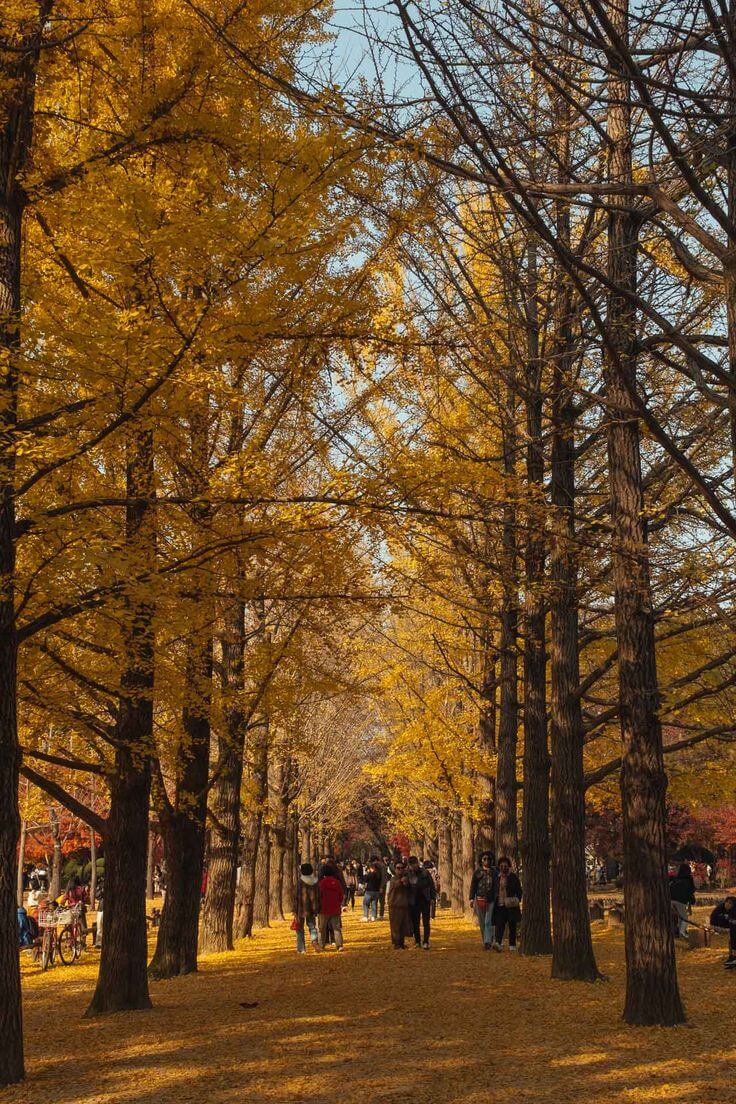 nami island autumn.jpg