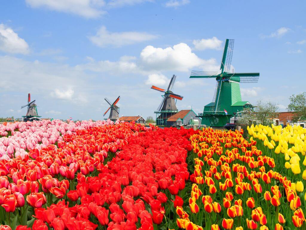 Zaanse Schans amsterdam.jpg