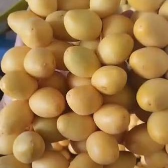 kurma barhi.jpg