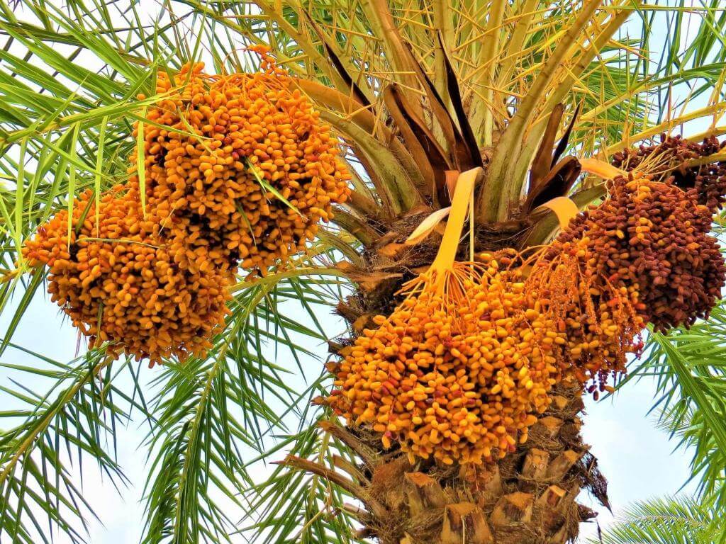 Kebun Kurma