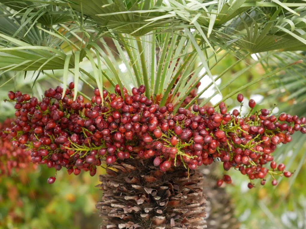 Kebun Kurma