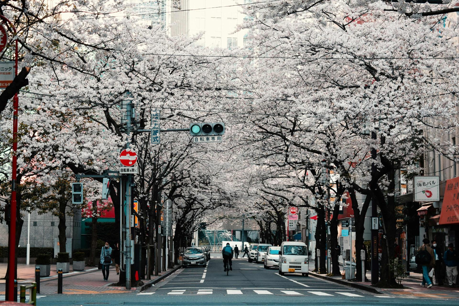 japan3.jpg