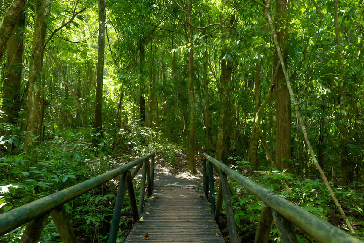 hutan hujan tropis yang lebat.jpg
