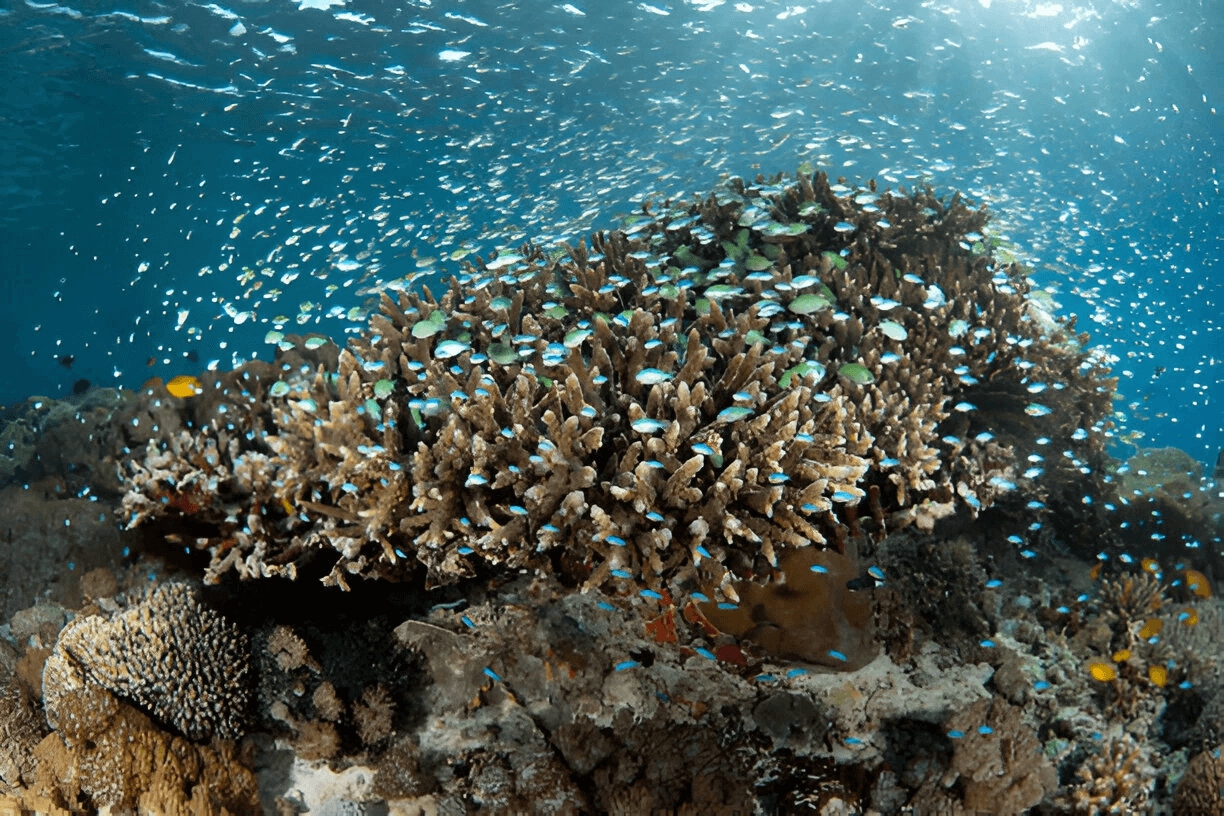 Kehidupan bawah laut yang kaya dan berwarna-warni.jpg